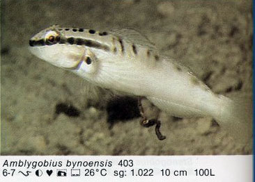Amblygobius bynoensis